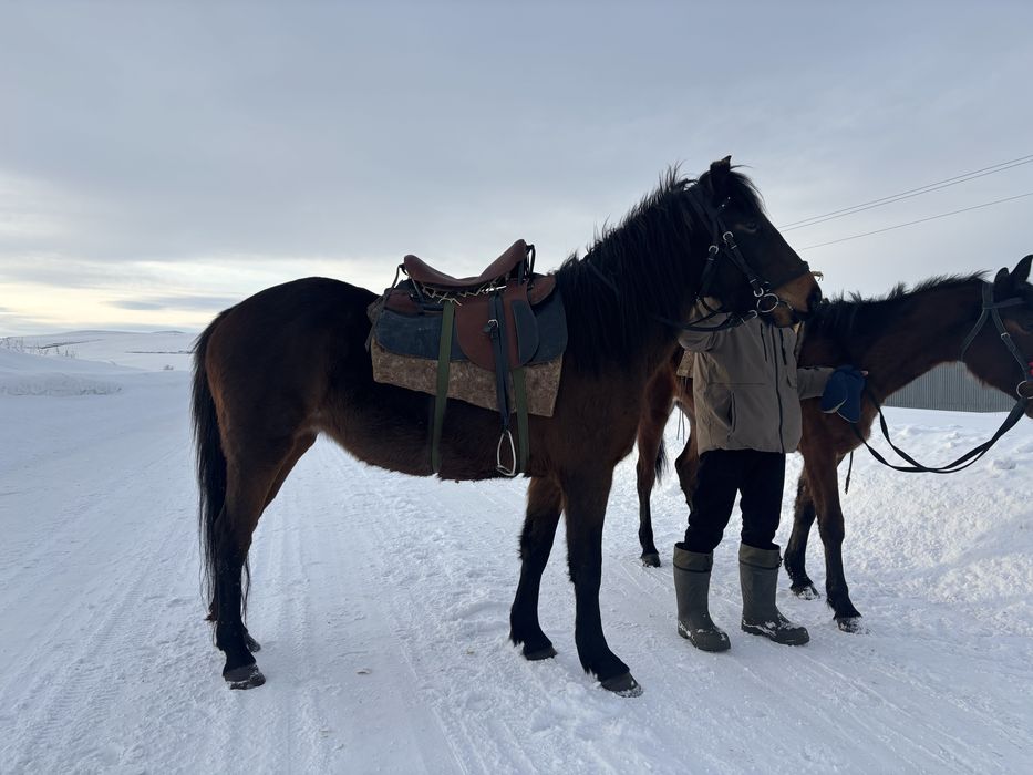 Продаю жеребую кабылу
