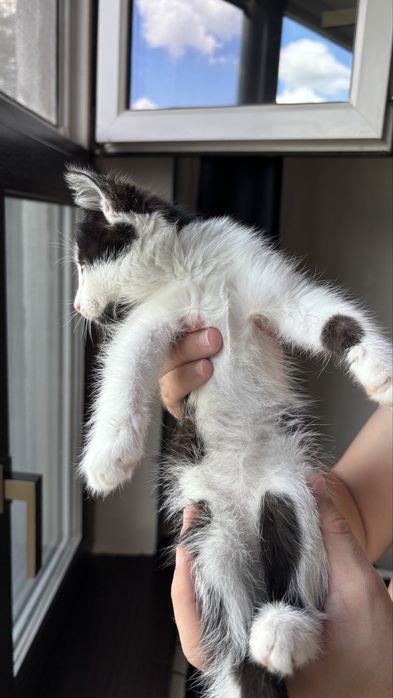 Котенок в добрые руки!