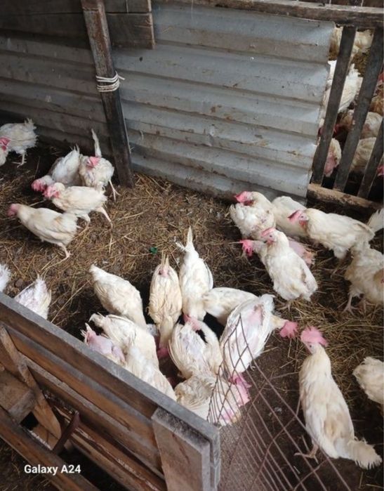 Продам и доставлю курочек