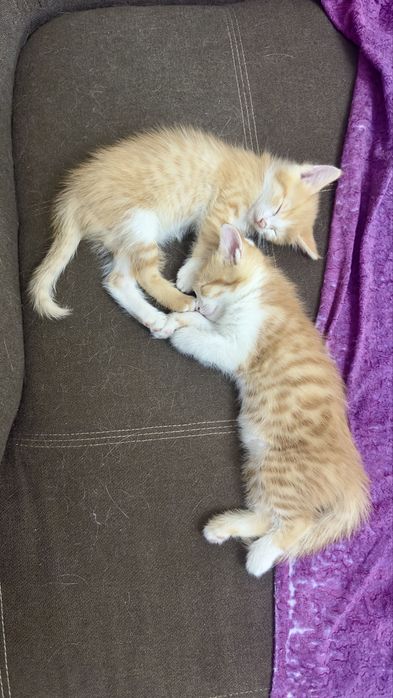 Котята маленькие