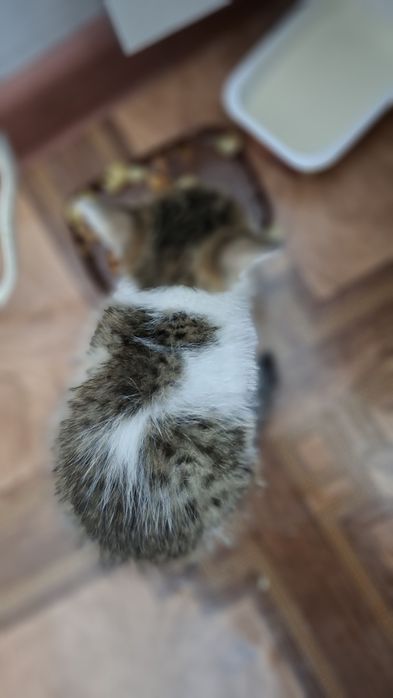 Отдам котёнка в добрые руки