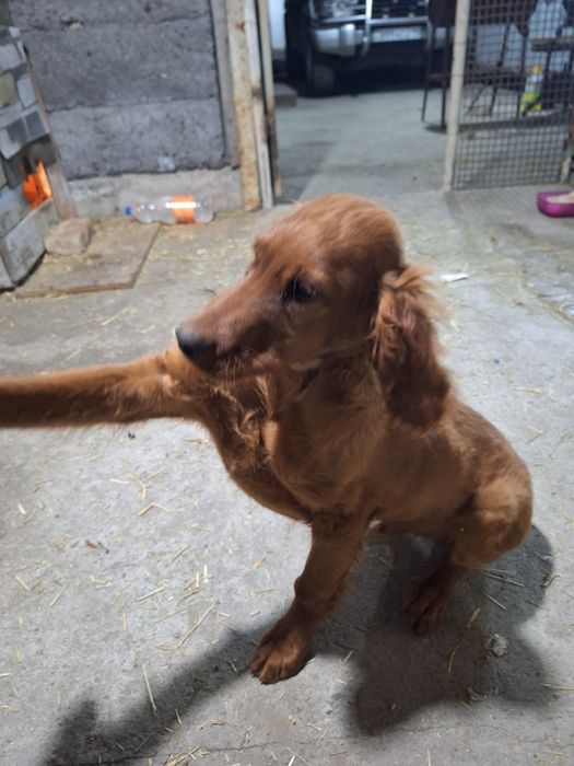 Щенок ирландский сеттер