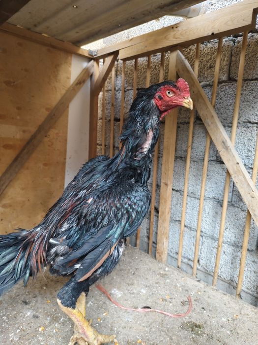 Iwoncli yaxwi narsala