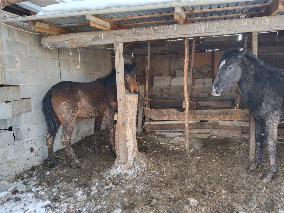 Бордакы тайлар сатылады