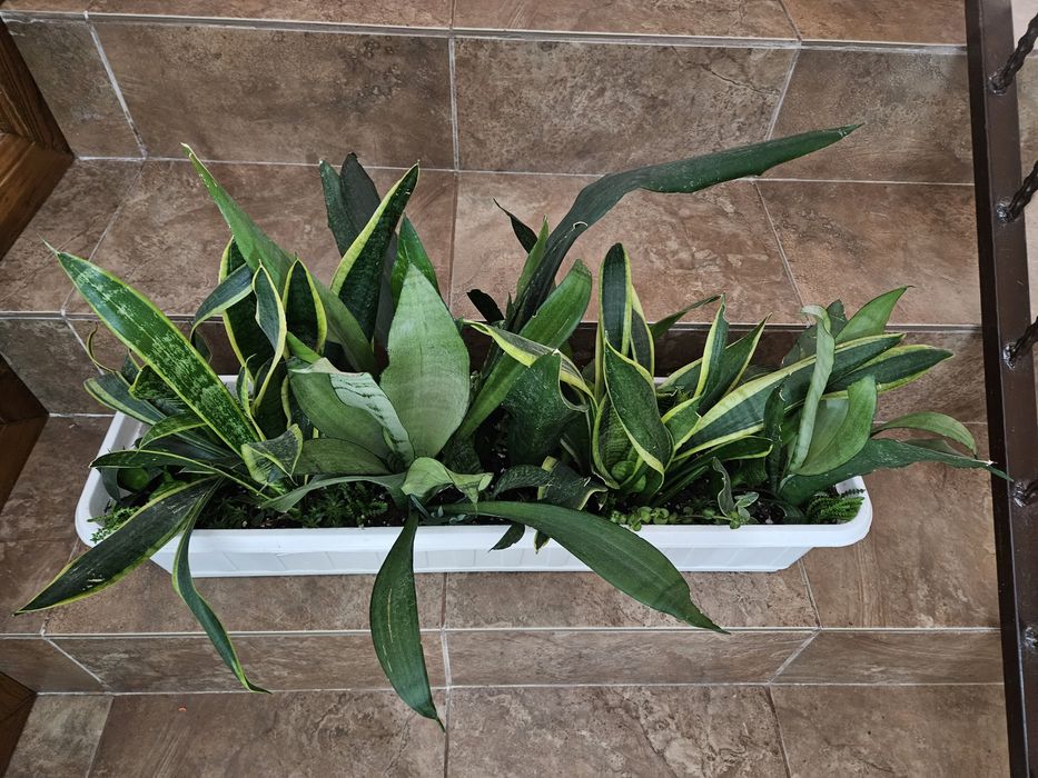 Сансиеверия домашние цветы