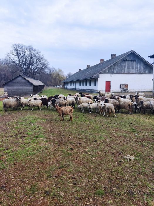 Vând oi și capre Suceava