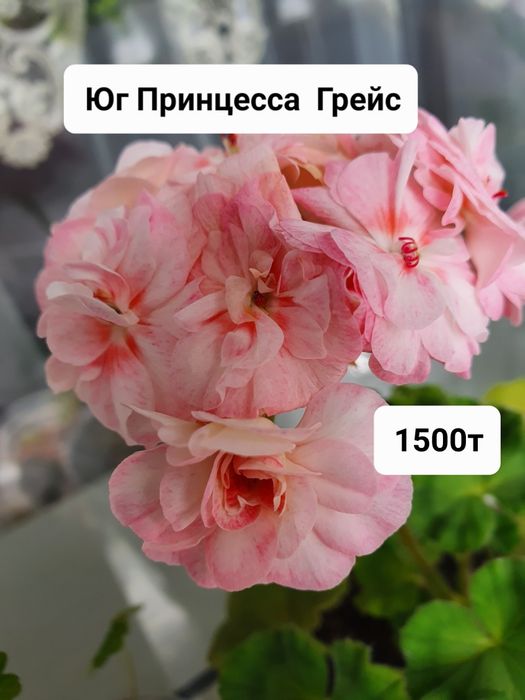 Сортовые пеларгонии