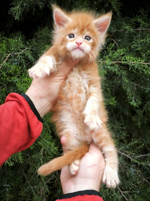 Котята породы мейн-кун