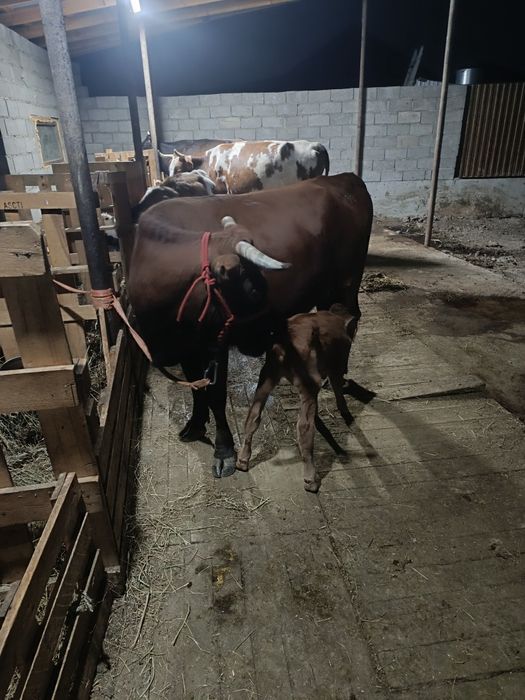 Продам каров дойных