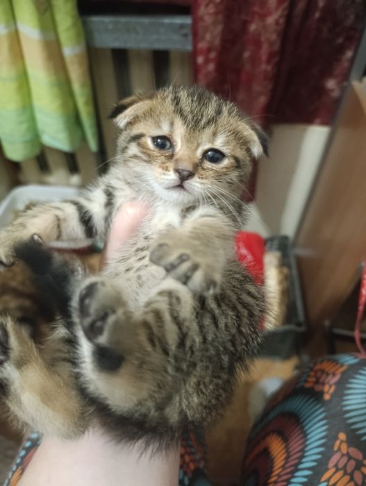 Вязка шотландский кот