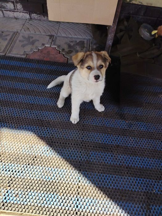 Милый щенок в добрые руки.