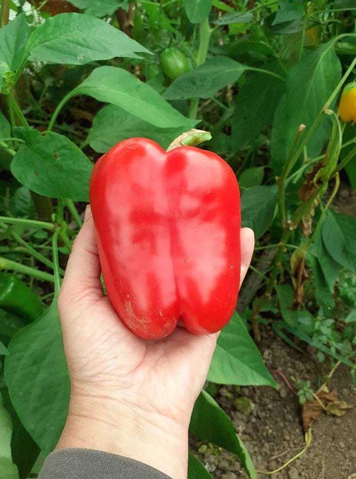 vand seminte de ardei gras, gogosar , capia