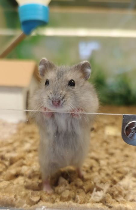 Хомяк джунгарский,хомяки,хомячки джунгарские