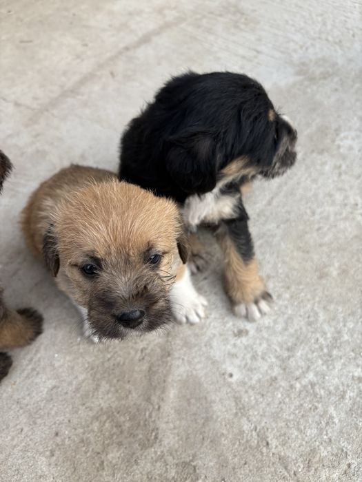 cateii adoptie URGENT