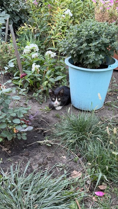 отдам котят в добрые ручки!