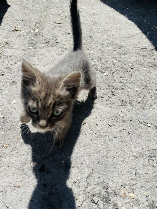 Отдам 3 котят бесплатно!