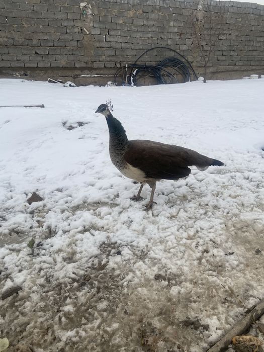 ұрғашы павлин сатылады