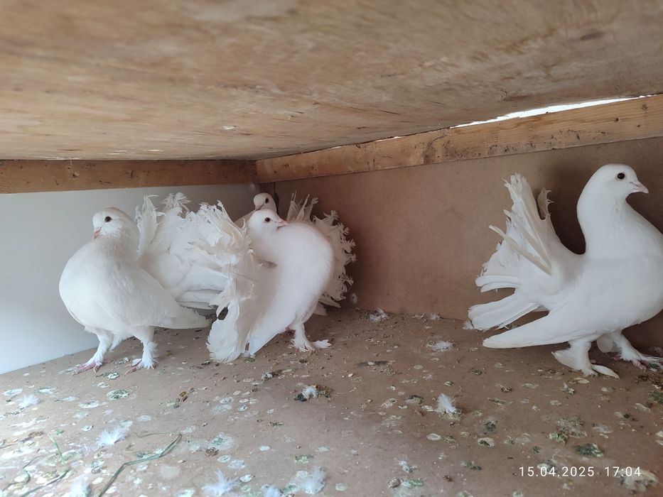 Павлин кабутарлари оптом сотилади 7 дона...