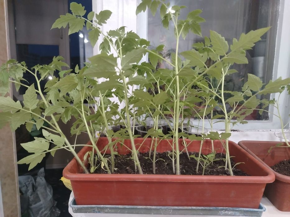 Продам рассаду. Помидоры, перец