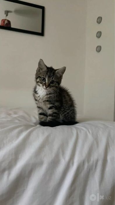 Котенок в добрые руки