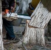 Спил подрезка деревьев обработка опрыскивание