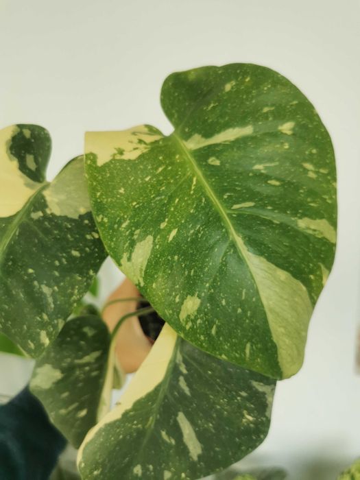 Monstera thai constellation