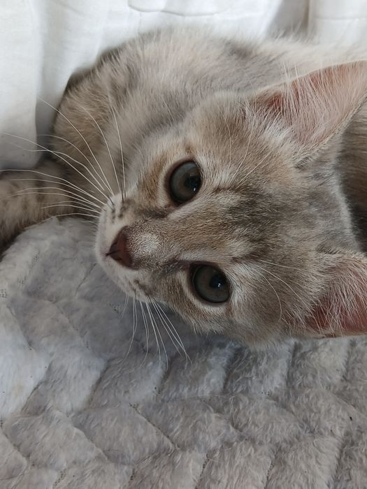 Девочки трехцветочки в дар