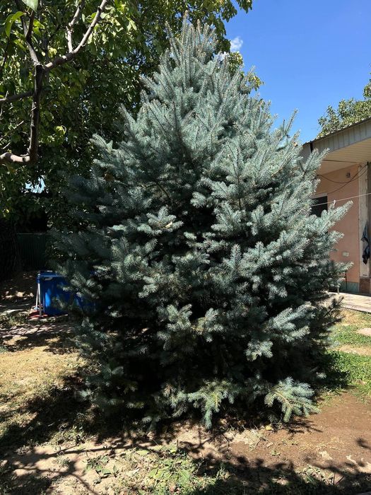 Archa. Archa goluboy yel