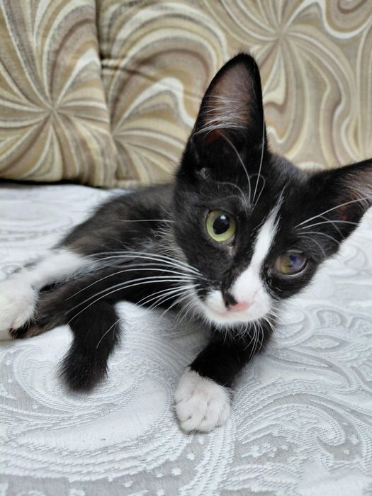 Отдам котенка девочку