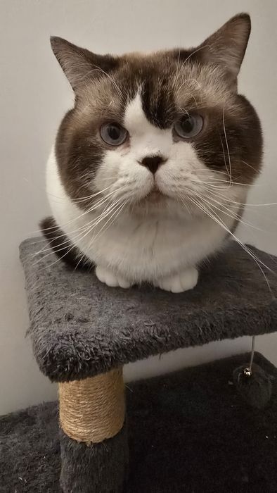 Motănel  British Shorthair Color Point