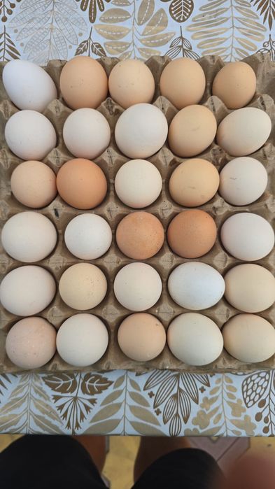 Продаю яйцо домашнее