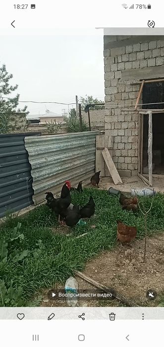 Тош обьл тутзор бекати урикзор махаласида жойлашган дала ховили