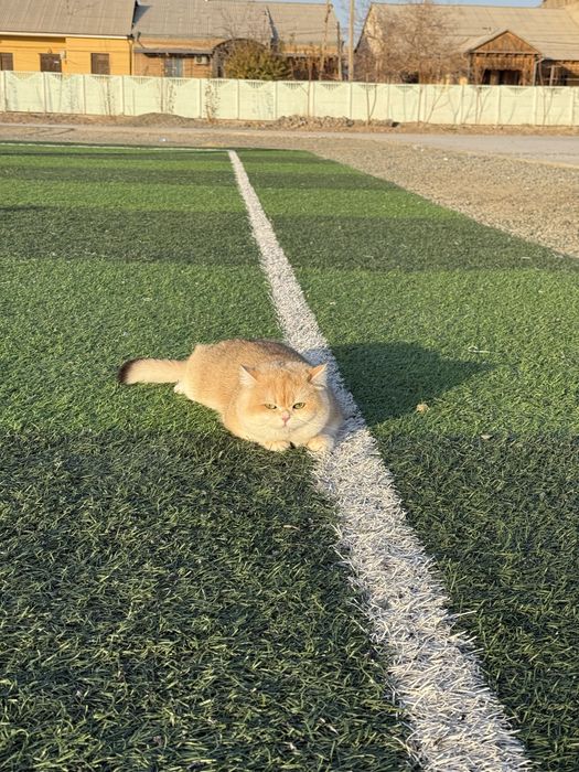 Вяскага залотой шиншила N12 радсловни бор тоза насл