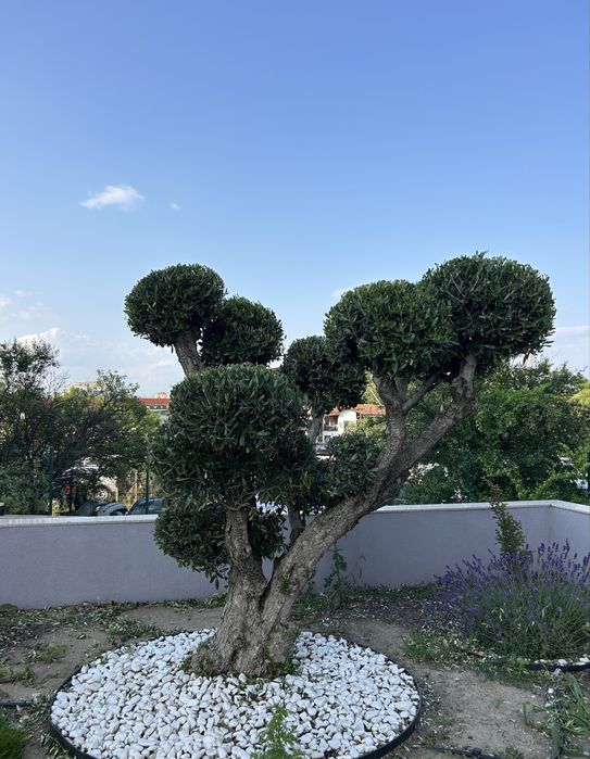 Озеленяване,изграждане на поливни системи,цялостна поддръжка