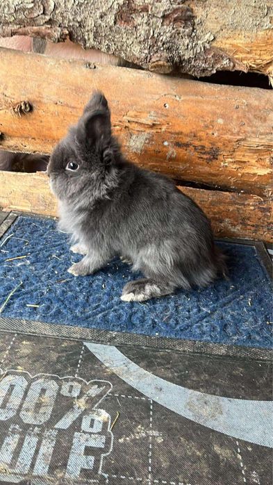 Disponibil iepurasi pitici