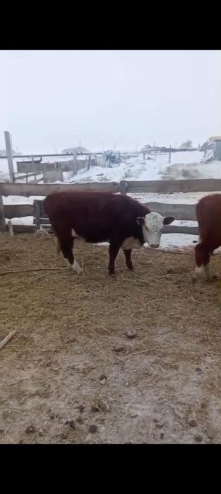 Қызыл қасқа, подсос