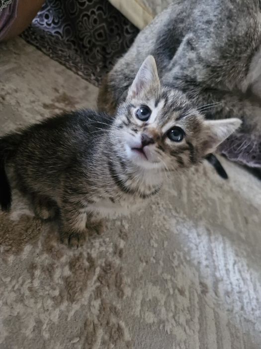 Отдадим в хорошие руки
