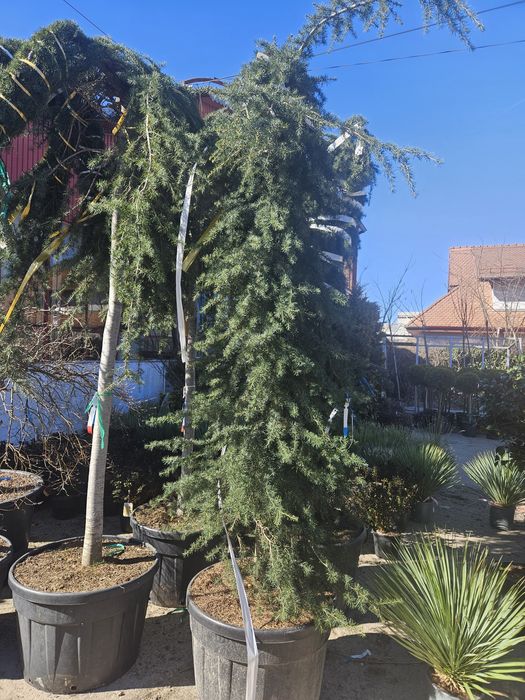 Cedru libanez maslin bonsai spirale juniperius