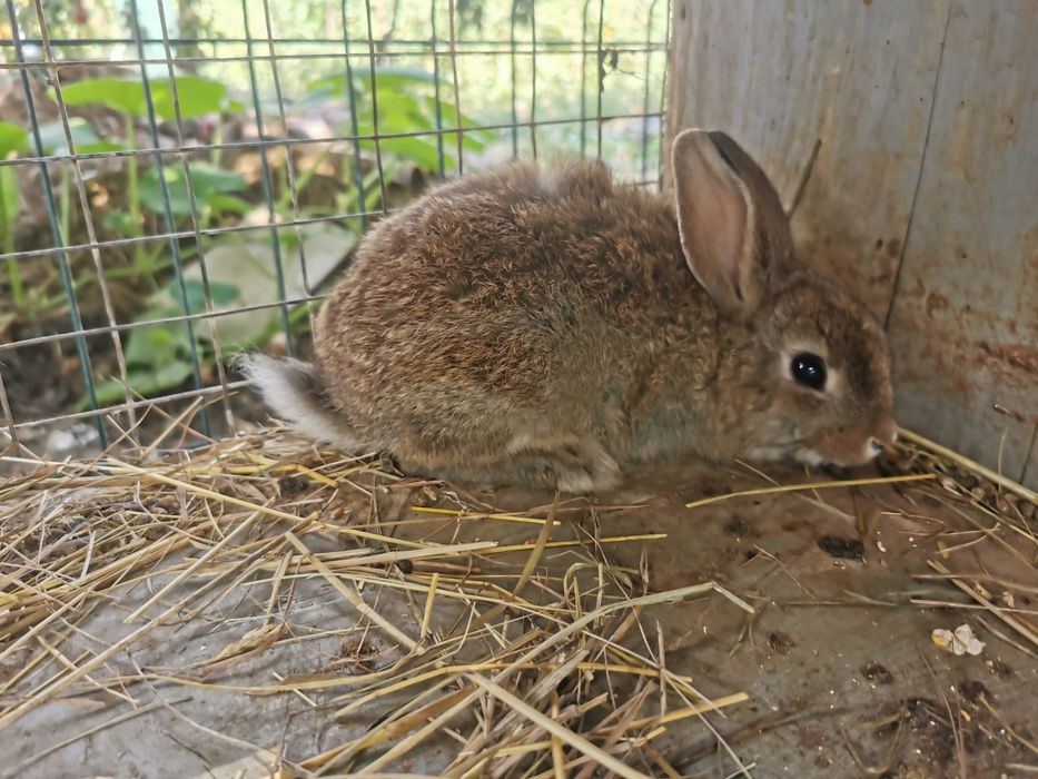 Iepuri pitici de vanzare