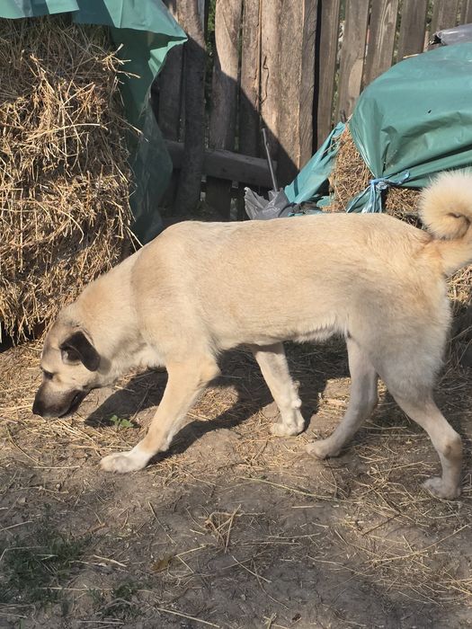 Azra – Kangal de rasă pură caută casă nouă
