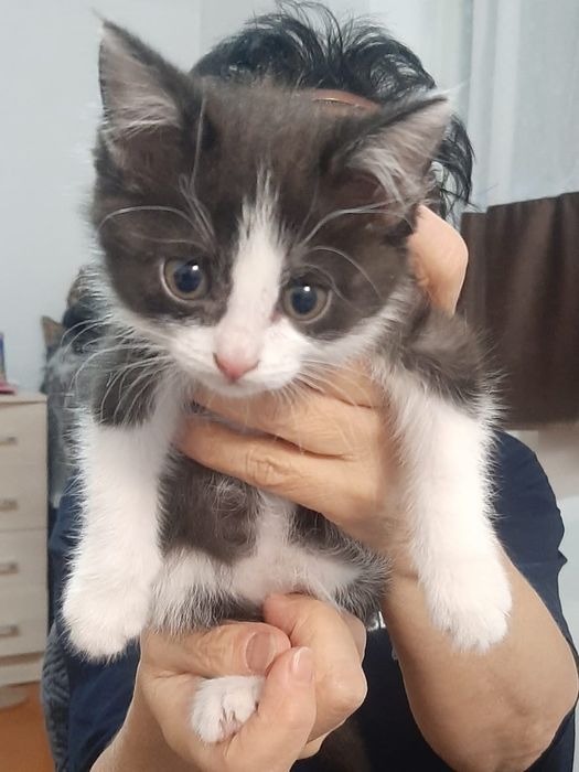 Котенок девочка в надёжные руки