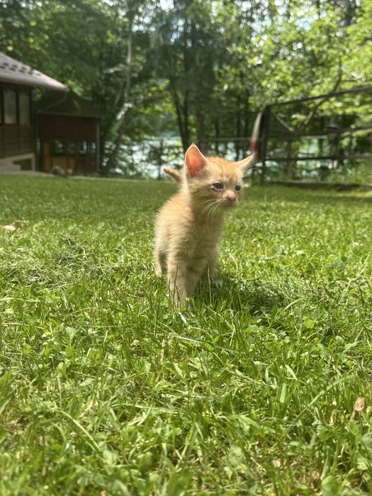 donat pisici 6 saptamani