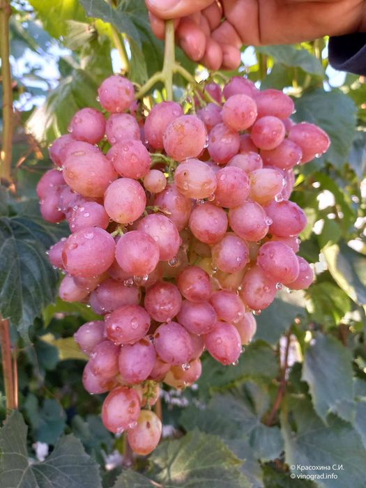 Куст винограда «кишмиш лучистый»