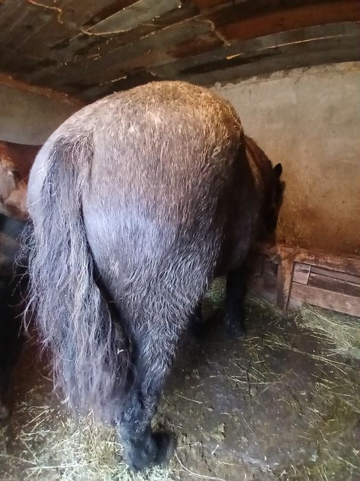 Vând mânză de un an