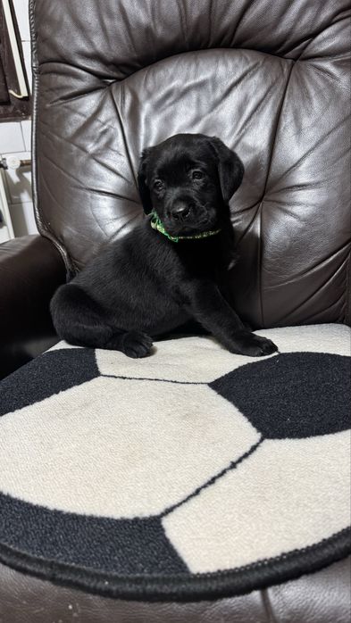 Pui Labrador Retriever