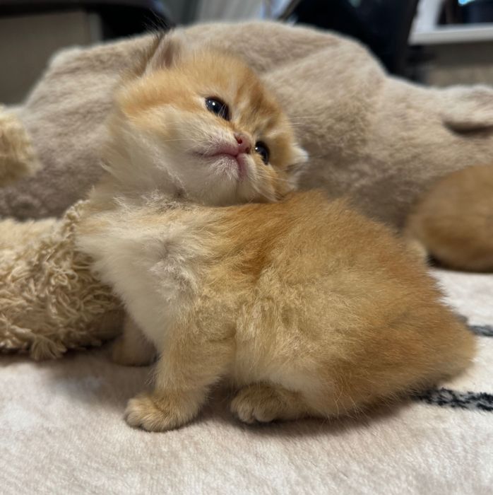 Pui Scottish Fold golden