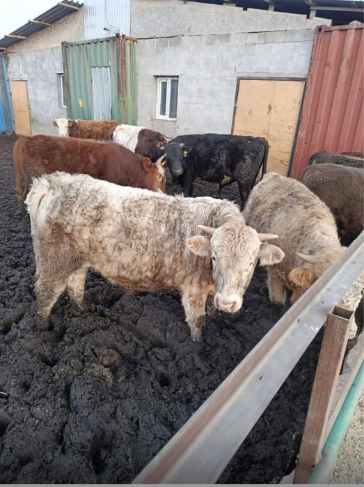 Продам бычков упитоные 2 г возраст