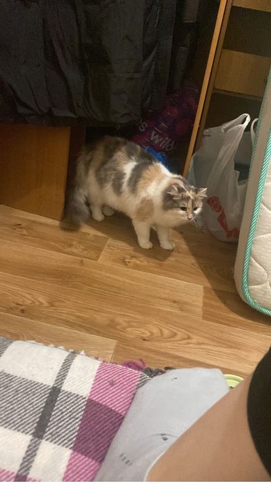 Отдам в добрые руки кошку