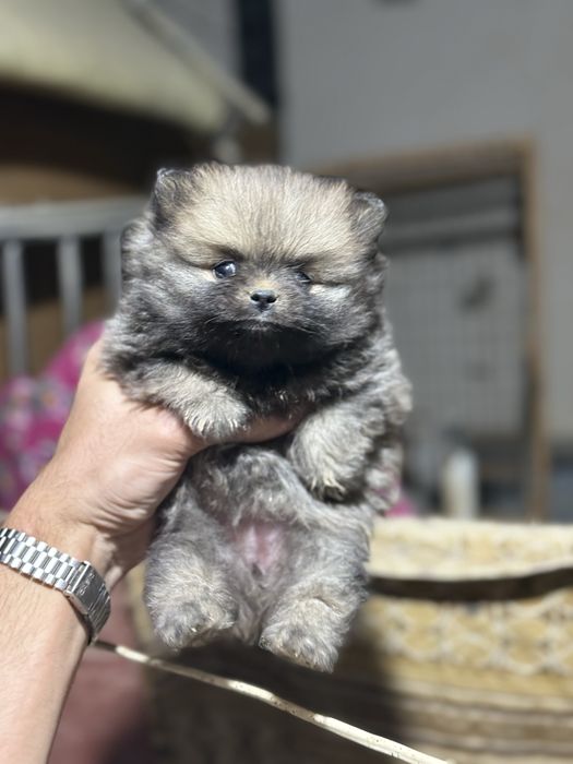 Продается щенки померанский шпиц