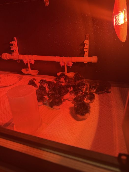 Суточные мараны